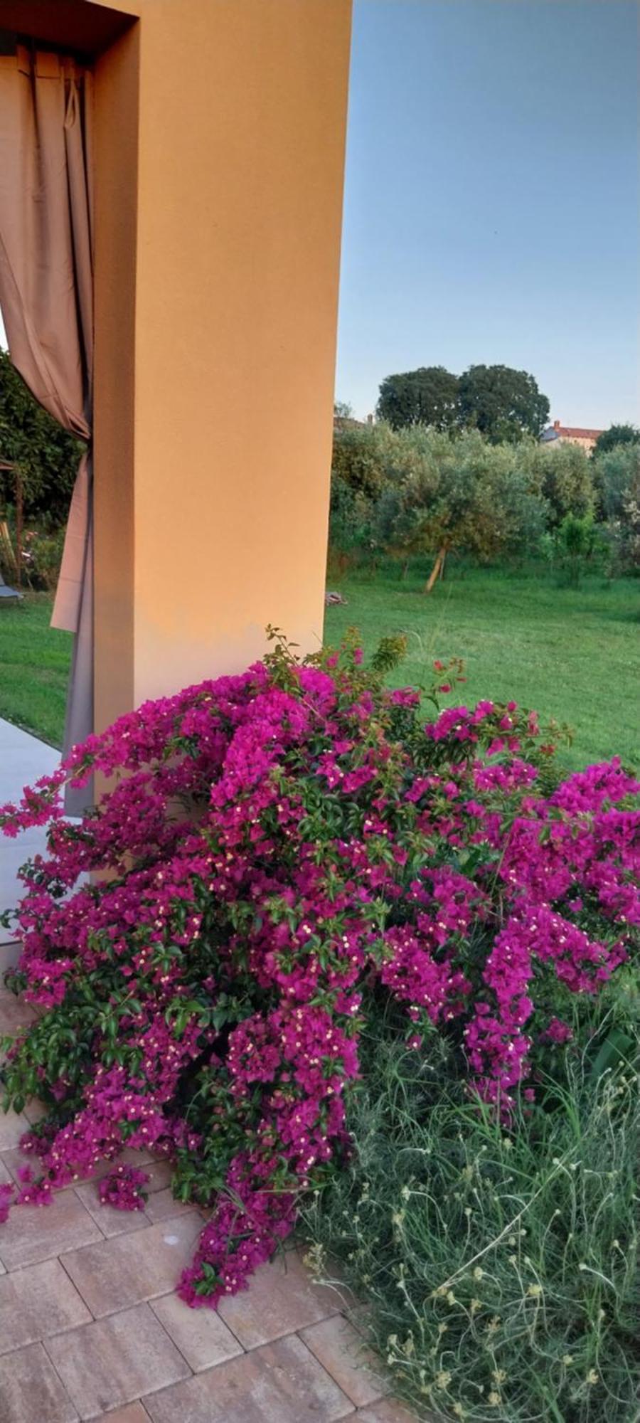 Vila Dubravka - Schoen Und Komfortabel Inmitten Von Olivenbaeumen Und Weinbergen Mit Whirlpool Valtura Dış mekan fotoğraf